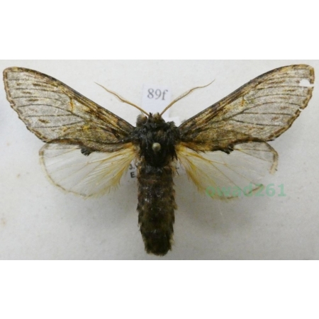 Peridea anceps (Goeze, 1781) male Garbatka zaczepka Czech89f
